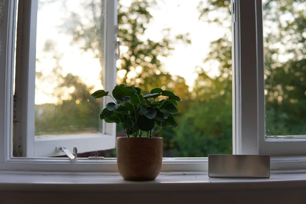 A green plant on a windowsill in gentle morning light